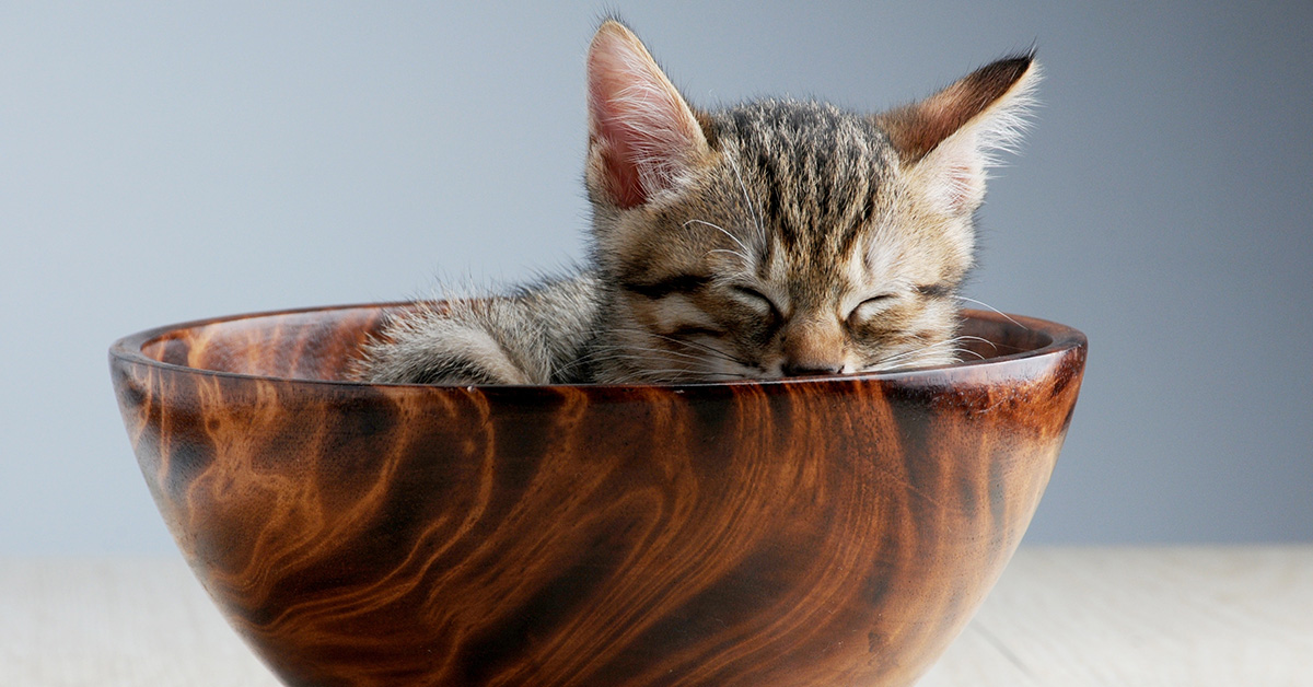 Chcesz pomóc mi rozwijać Architekturę Sukcesu?